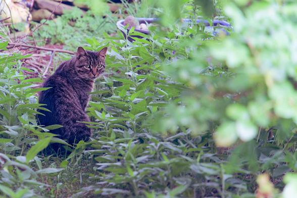 Grey tabby cat looks at me from a path surrounded by green foliage