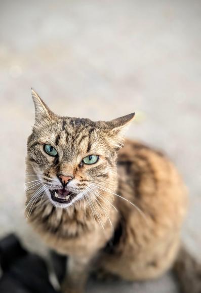 One beautiful cat 😺