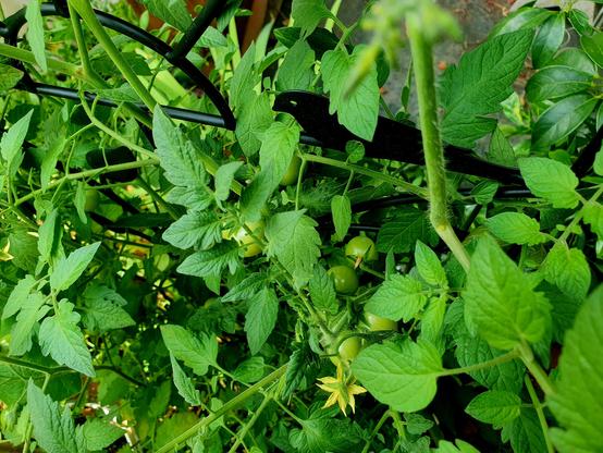 Tomatenpflanzen mit ca 10 grünen Tomaten am Spalier.