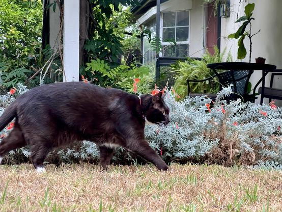 Brown tuxedo cat in profile caught mid-walk as he explores the same small backyard he explores every morning