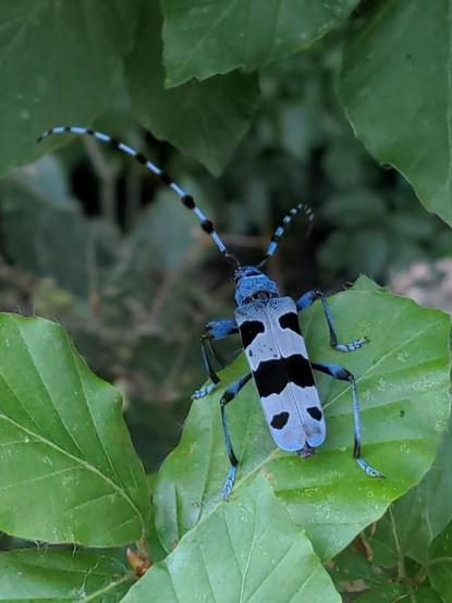 Ein blau-schwarzer Käfer mit langen Fühlern, der auf einem Buchenblatt sitzt.