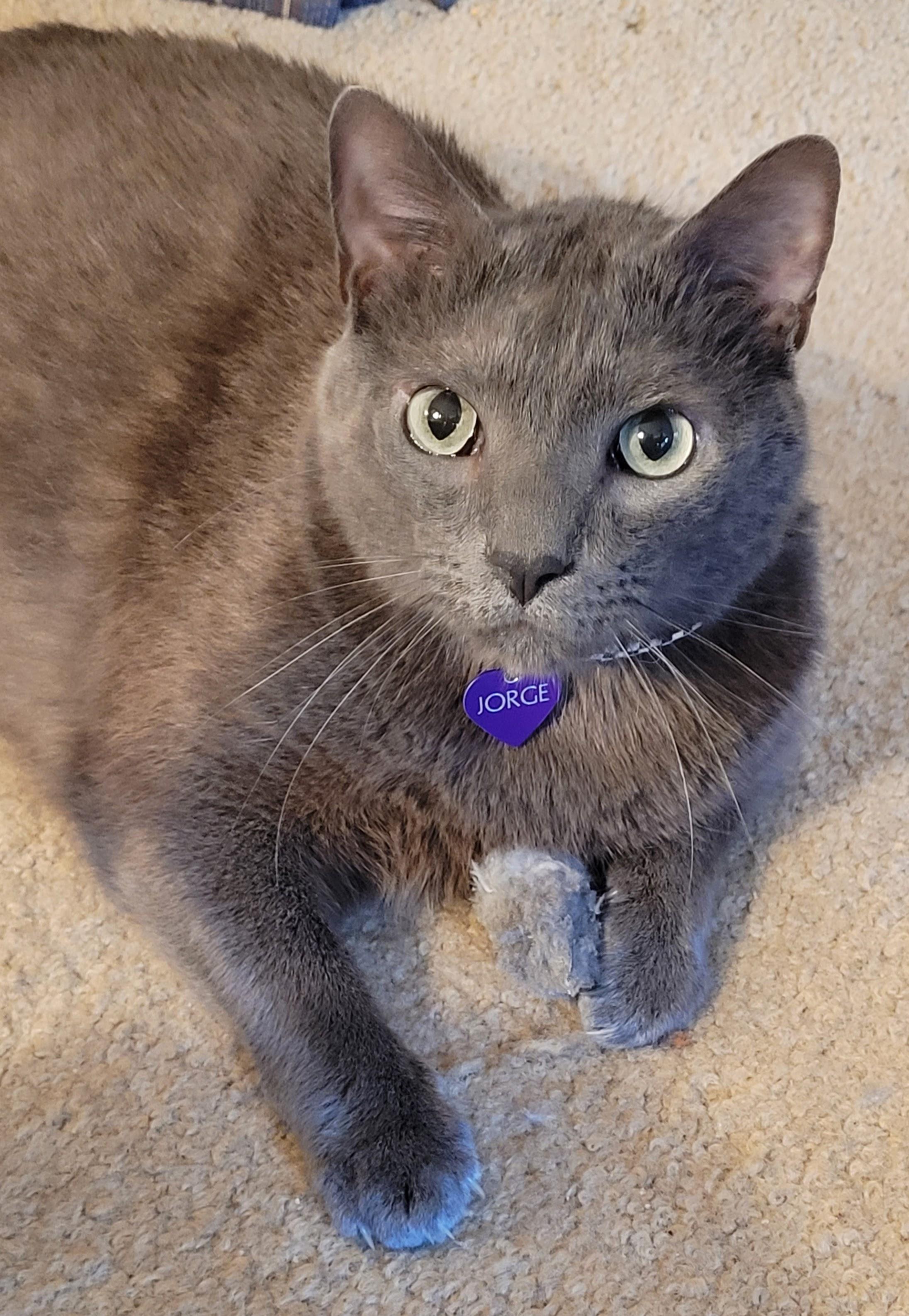 Head and shoulders shot of Jorge, a solid grey cat with green eyes.  He's laying on the floor, with a toy mouse under one paw, and he is looking directly at the camera.