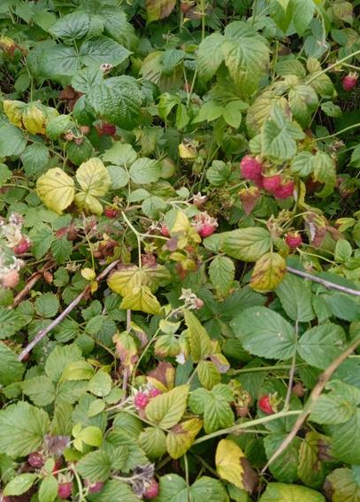 Closer to the plant so the large amount of perfectly ripe red berries can be seen.