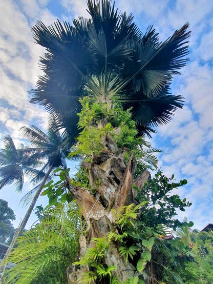 The trunk of a palm embroidered with epiphytes. Above the palm's crown is a dappled blue sky 