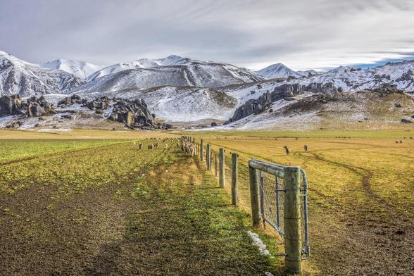 A rural scene at Castle Hill in New Zealand, with sheep grazing in a paddock. A fence runs toward dramatic limestone boulders framed by snow-covered mountains. The scene is tranquil and expansive.