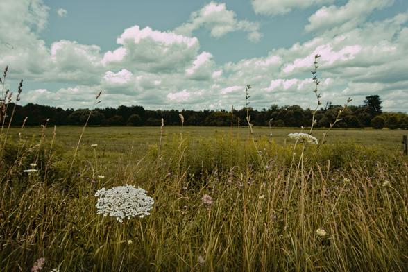 Grassy field with a cluster of white flowers forming an irregular disc in the front with tall grass in the foreground, a closer gropped grassy field and a hedgerow in the background with dramatic cumulus clouds above