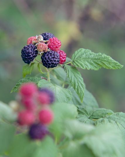 In the middle distance is a cluster of black and red blackberries,  a closer cluster is out of focus and in the background is a jumble of defocused green, yellow and brown