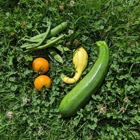 The garden harvest for Sunday July 20, 2025. A small handful of green runner beans, 2 orange tomatoes, 1 yellow squash, 1 green zucchini. Sitting on a dutch clover lawn.