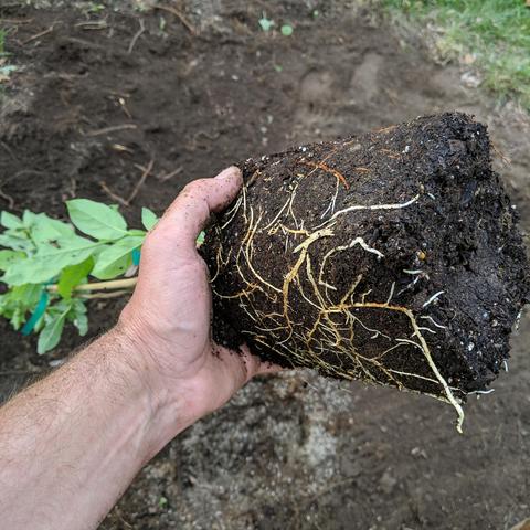 A photo showing the roots of the plum after the pot was removed. There are lots of whitish roots on the side shown. A human is holding the root ball.