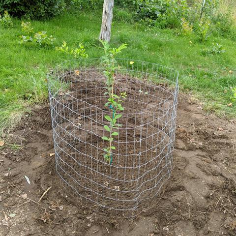 A photo showing a Santa Rosa plum tree that has just been planted. It is in a large dirt patch where a forsythia bush used to be. There is a wire fence cage around it to keep chickens from digging near the roots. It was started from air-layering on a very old plum tree that had a few shoots of new growth in one spot on a slowly dying tree. It's likely a tree planted by my Great Grandparents before 1950 since it's 12 inches or more in diameter and likely a dwarf root stock since it is a grafted tree because the root suckers don't have Santa Rosa plums but small yellow ones.