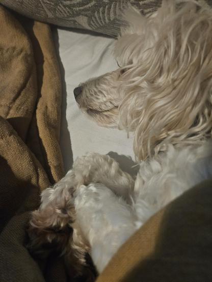 Small dog that is asleep, snuggled beside me in bed. The dog has a smile on her face.