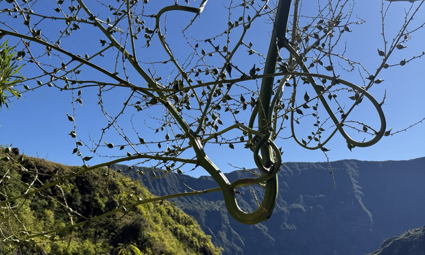 Pflanze ändert die Wachstumsrichtung zur Sonne