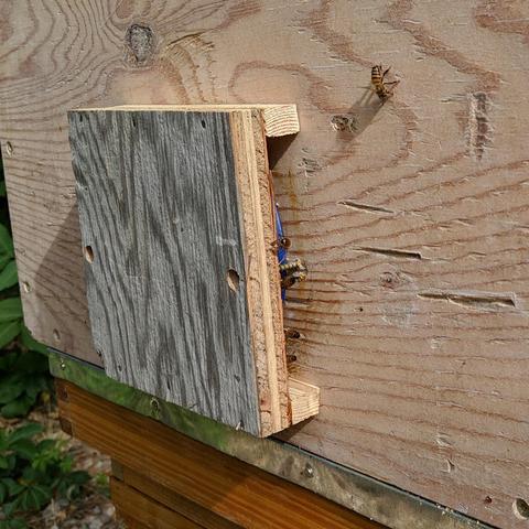 A closeup of the entrance diversion, there are bees fanning on it's right side. It is open on both the left and right but closed top and bottom. It creates about 3/4 of an inch, or 19mm, of space over the hive entrance.