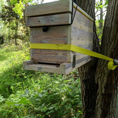 A 5 frame nuc hive hanging and strapped to the tree where the bait hive was. There are some bees on it and flying around. The frames in the hive do have some resources since they weren't completely clean or empty. There are only 4 frames in it because there was not a 5th empty frame to use and it's not likely the bait hive colony will build out 5 frames by the time I take them out.