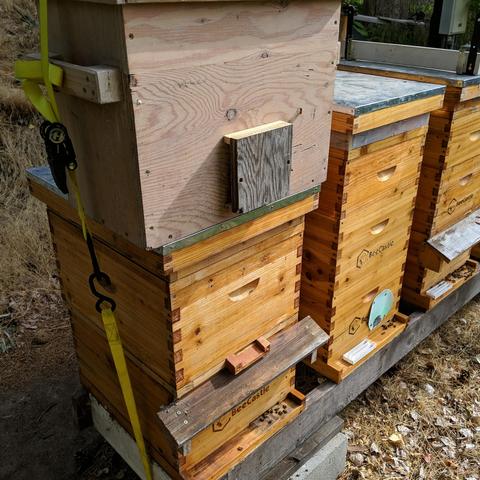 A bee bait hive, or swarm trap, that has bees in it sitting on top of a 2 deep box hive. A square piece of plywood with standoffs has been placed over the bait hive entrance. This prevents the bees from taking off directly from the entrance which might cause them to re-orientate to the new hive location since it was about a 300 foot move, or 90 meters. The hive it's sitting on is queen-less. A double screen dividing board was  placed between the boxes so the bees in the top box can exit but won't likely return because they'll fly to the normal entrance. The dividing board entrance has a small landing board which is visible above the porch like roof over the main landing board. This screen will stay in place when the bait hive colony is moved into the top box giving the bees time to get used to each others smells since the queen-less colony has laying workers making a few drones. The bait hive is strapped to the other hive.