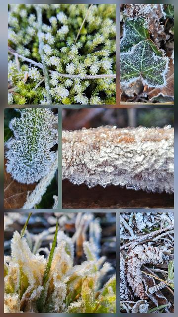 Close ups of white water crystals, some in spikes, some in flat half-hexagons, forming frost on moss, dandelion and ivy leaves, bark and grass. Dharug and Gundungurra country.