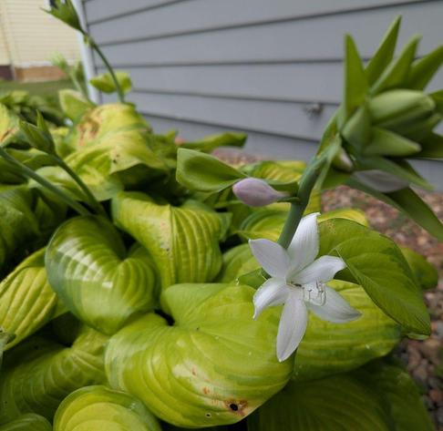 large white flower on the stalk of a hosta with yellow green foliage