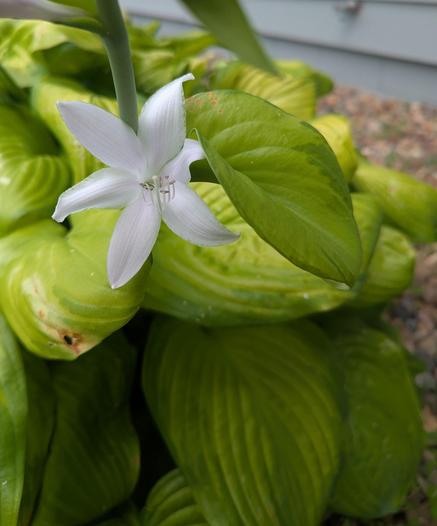 large white flower on the stalk of a hosta with yellow green foliage