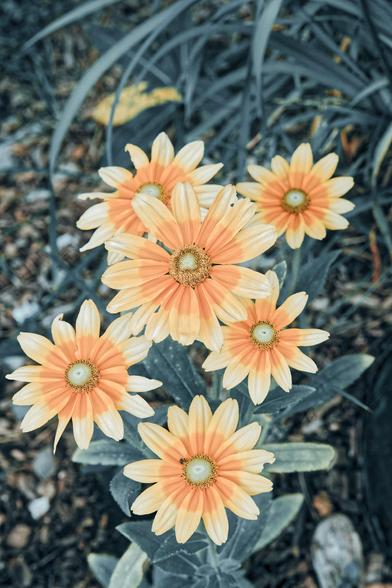 Five daises with bullseye coloration with a modest amount of foliage and a mulk background with long thin green leaves of some other plant coming in from the top