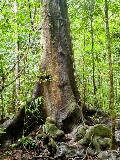 Large tree with buttress roots and other gnarly roots spreading out onto the forest floor. Much younger, smaller trees are lit by sunlight in the background 
