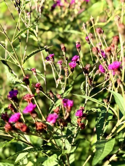 Some small pink flowers in the sun