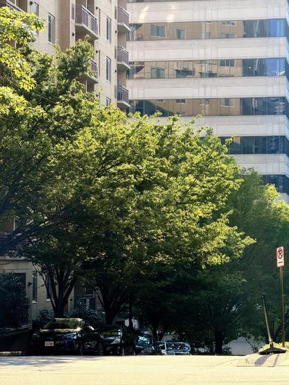 A street scene with trees splashed by some sun. There’s a big building in the background that might get converted from offices to apartments. 