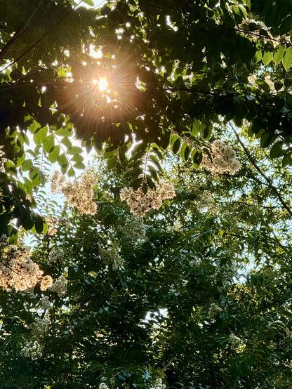 The sun shines through some trees illuminating the white flowers