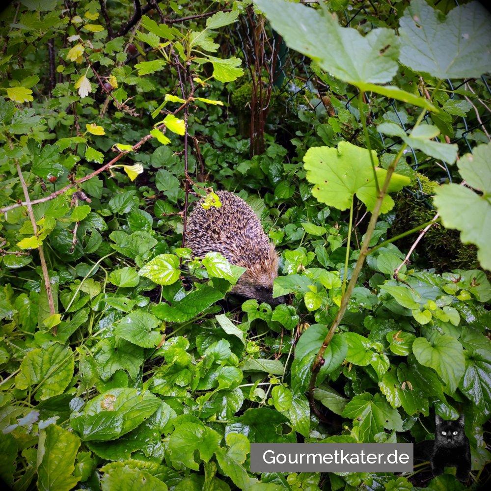 Mein Igel-Kumpel