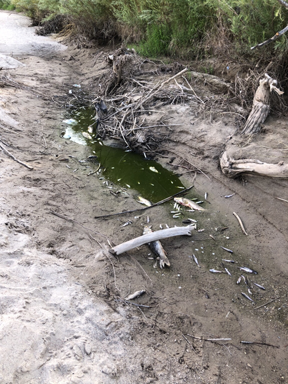 Tiny stagnant pool of greenish water, littered with a few dozen large and small fish. 