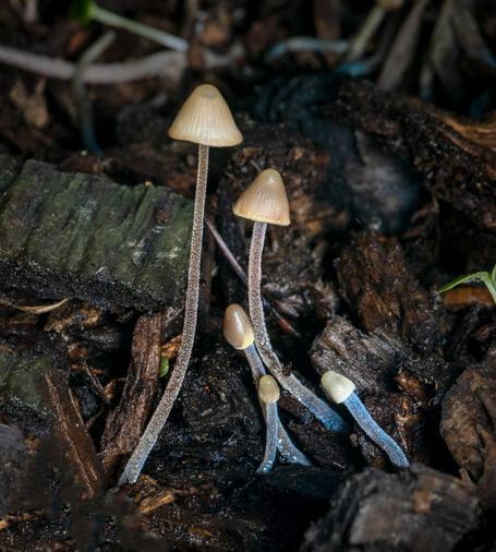 Mycena amicta