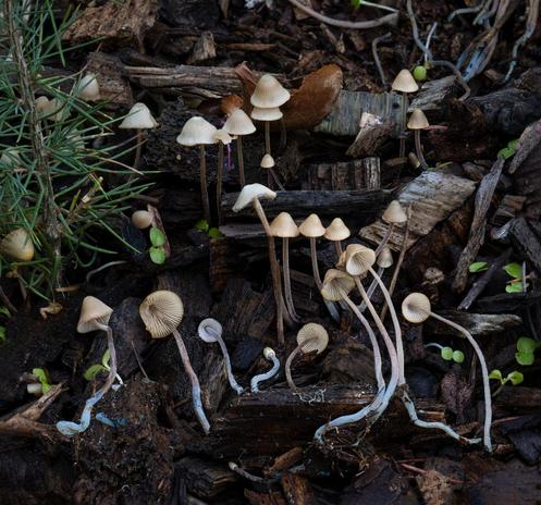 Mycena amicta