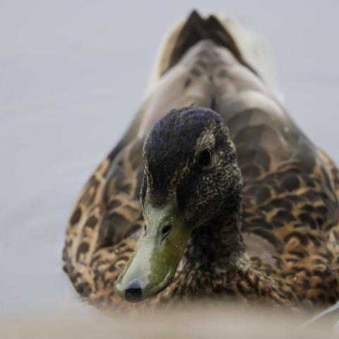 A mallard swimming in a lake, with a blurried stone in front of the bird.