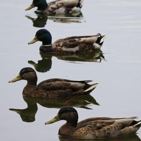 Four mallards swimming along side eachother in a row on a lake.