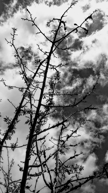 Black and white photo of bare trees silhouetted against a cloudy sky.