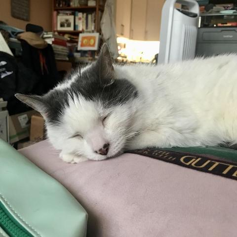 white cat with grey markings sleeping on a cushion