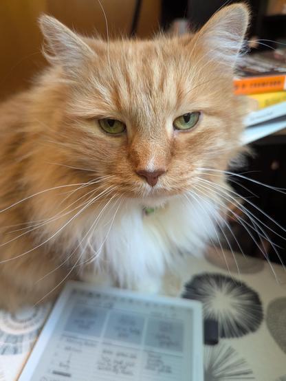 Photo of an orange cat "helping" with product photos