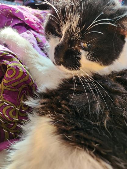 A black and white cat, Momo, purring and shedding on a purple patchwork blanket