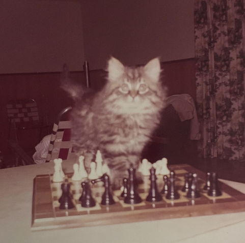 Color photo, somewhat discolored with age, of a long-haired tabby kitten standing in the middle of a wooden chess board and it seems to have knocked over most of the white pieces. It looks up brightly at the camera as if caught in the act.