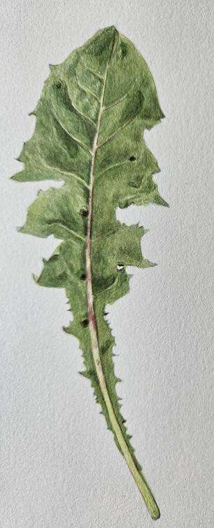 Aquarelle : feuille de pissenlit