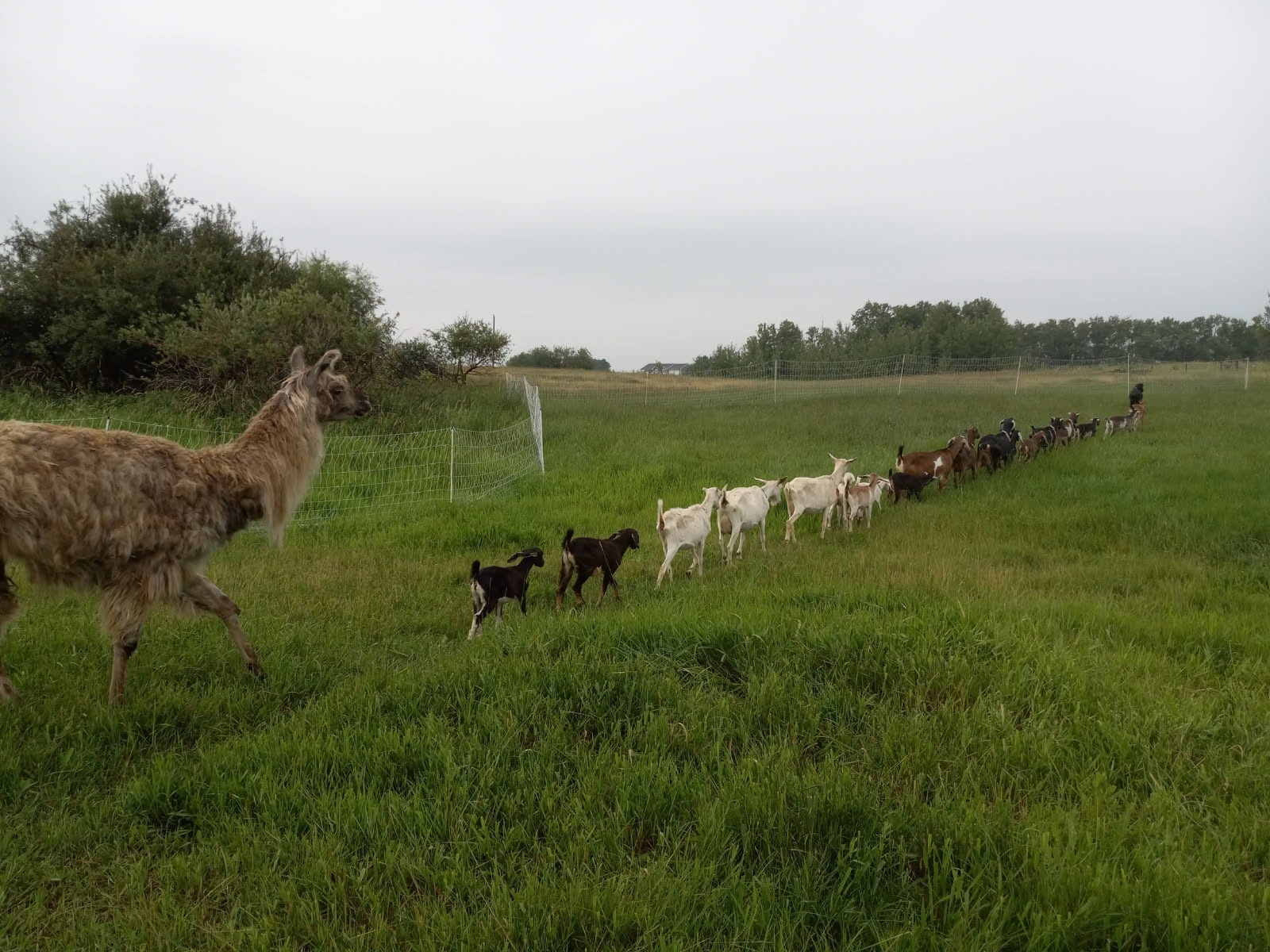 A whole bunch of white, black, and brown goats walking in a hilariously straight line across a grassy field, followed by a large fuzzy brown llama.  The sky above is hideous smoky grey.