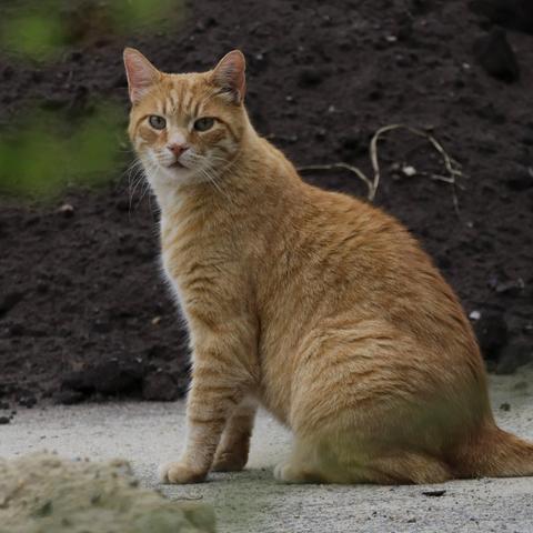 Yellow cat sitting and staring at the viewer.