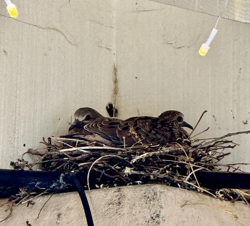 Two dove chicks on a nest with white painted beam behind.