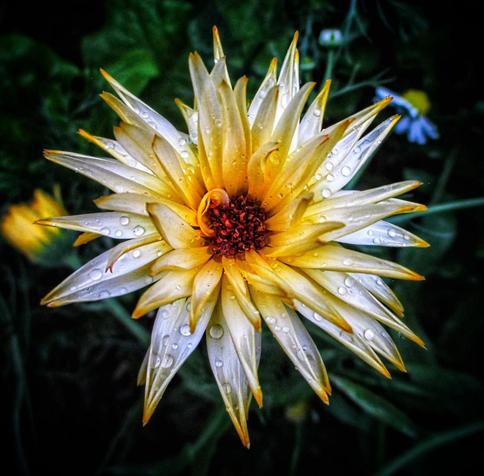 A macro shot of a large calendula flower. The pale and bright yellow flower with a red center is seen in detail and shows water drops from the rain. The background is a dark green with nearby flowers seen out of focus.