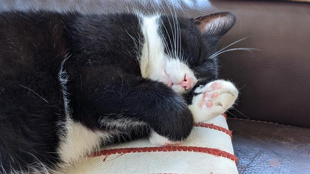 Black-and-white cat sleeping