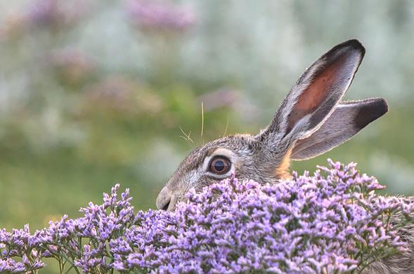 Een haas kijkt in de lens van achter een bosje bloeiend lamsoor