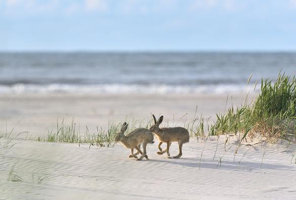 Twee hazen rennen achter elkaar aan op het strand