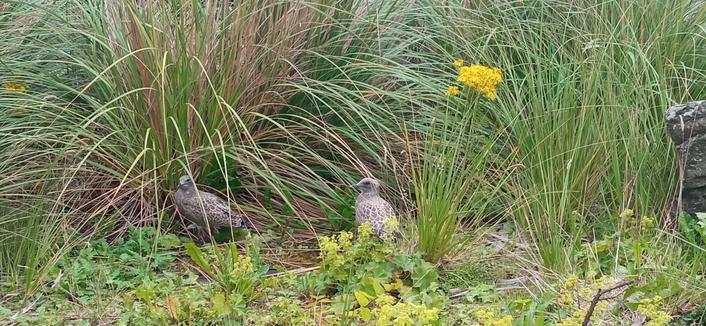 Two small birds hiding in tall grasses