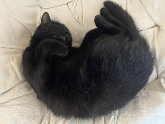 Eine zusammengerollt schlafende schwarze Katze, die ihre Pfoten in die Luft hält.