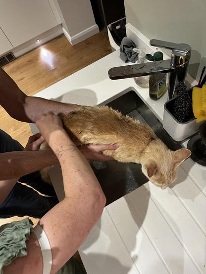 Soggy-but-not-oily cat trying to escape more cleaning