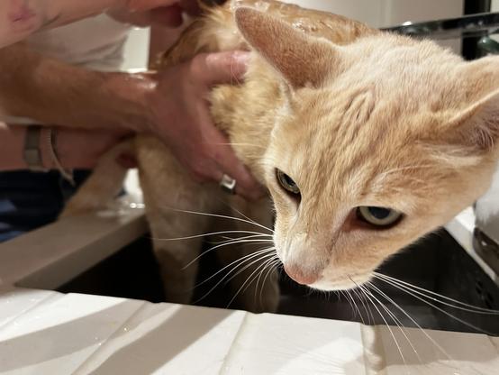 An unhappy cat in a sink. We had to wash a load of car oil off his back